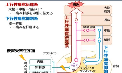 B超胎儿手张开原因-做b超胎儿手捂住脸怎么办专区_做b超孩子的手是张开的好吗专区_b超宝宝手挡正常吗网